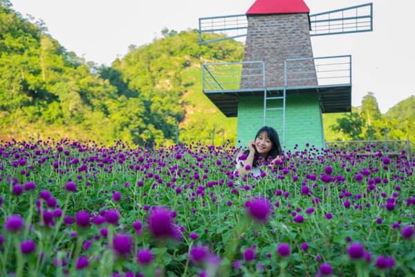 vườn hoa ở Mộc Châu Happy Land