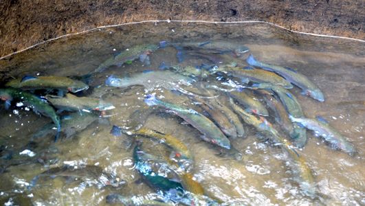 Đặc sản cá hồi Mẫu Sơn - Lạng Sơn