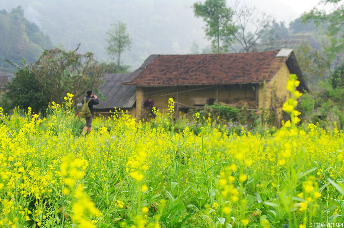 Top 4 most beautiful flowers in Sapa