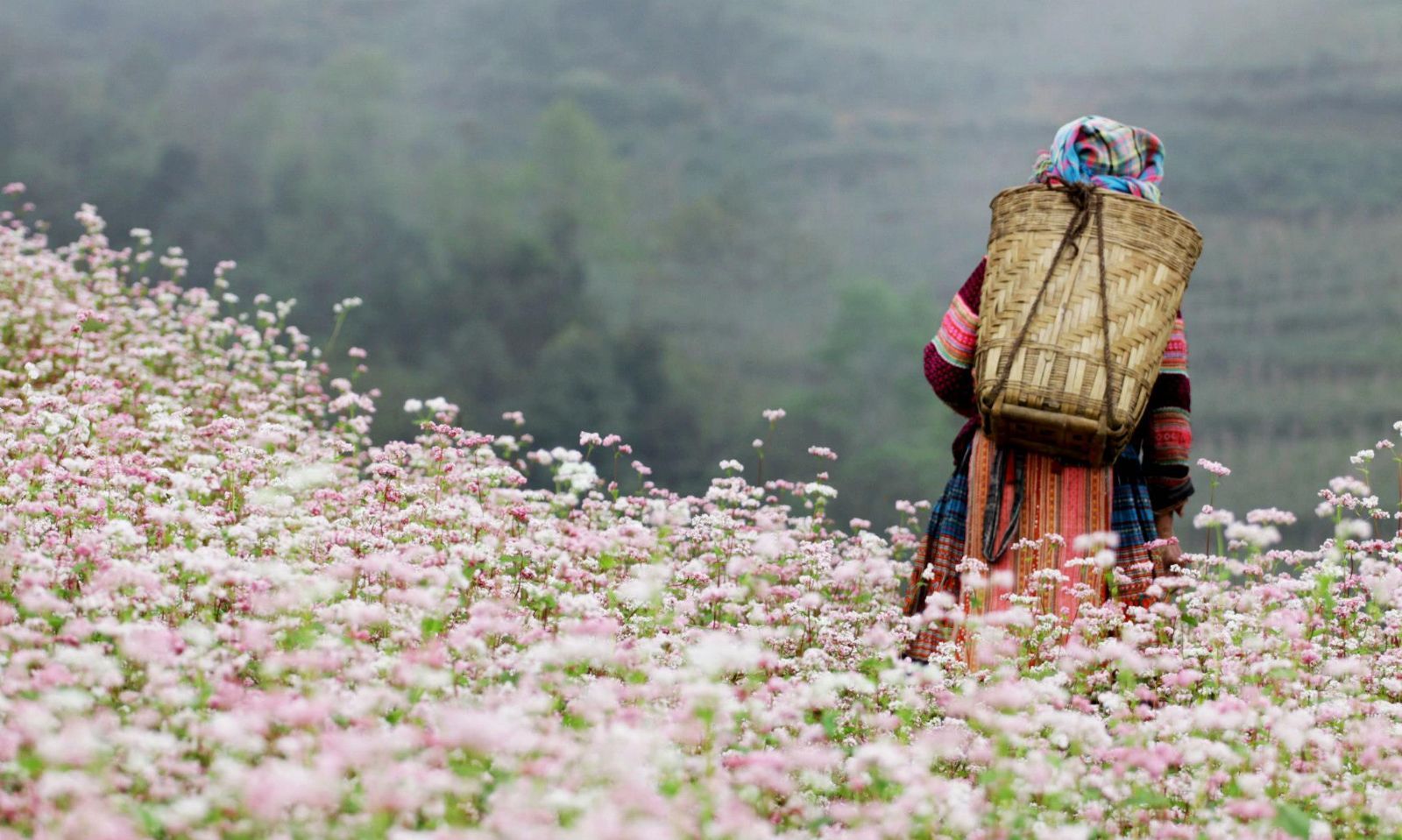 Top 4 most beautiful flowers in Sapa