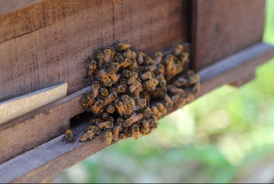 khu nuôi ong ở phú quốc