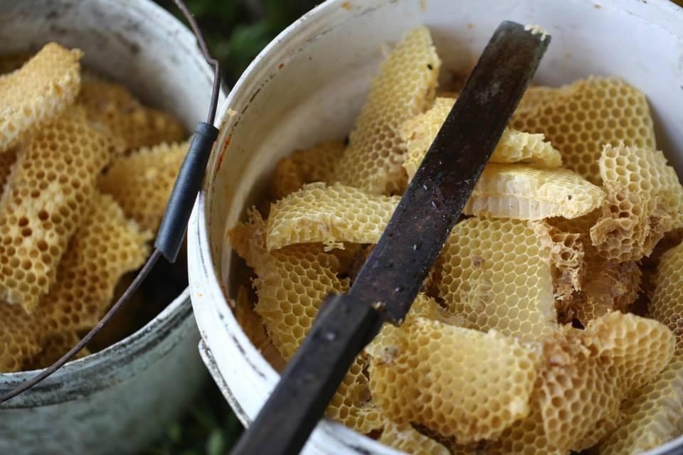 Hành trình theo chân những chú ong làm mật ở Mộc Châu