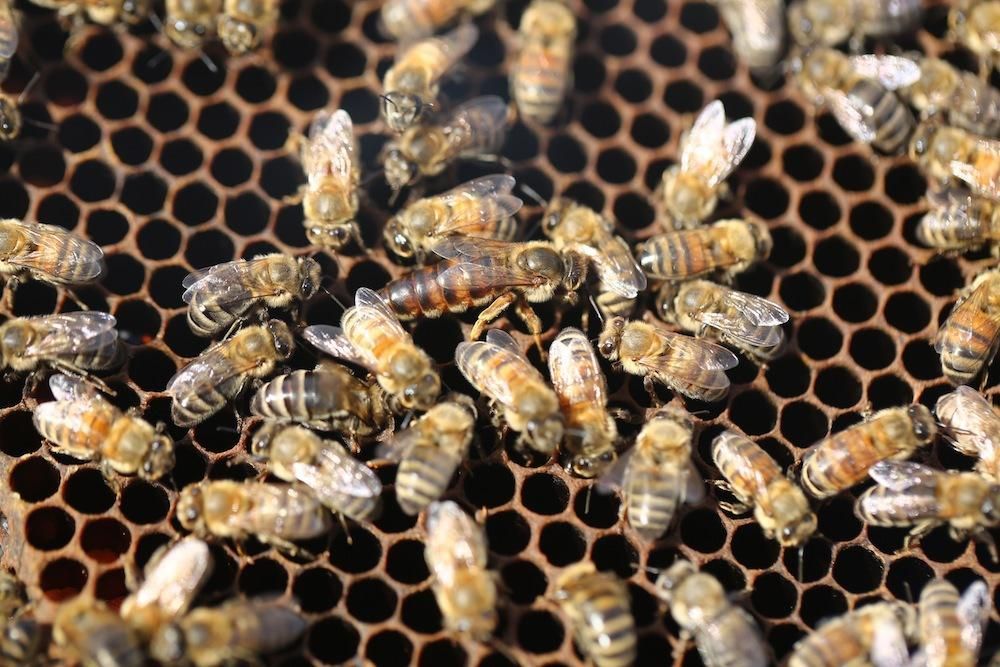Hành trình theo chân những chú ong làm mật ở Mộc Châu