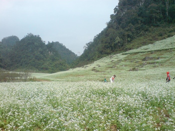 Ngất ngây giữa cánh đồng chè và hoa cải trắng ở Mộc Châu